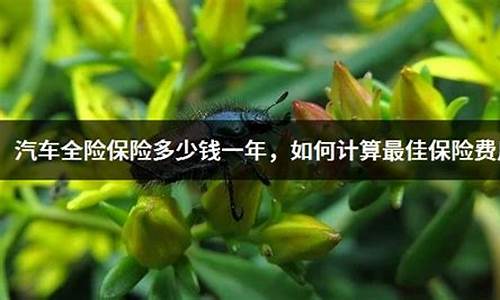 保定汽车全险多少钱_保定保险